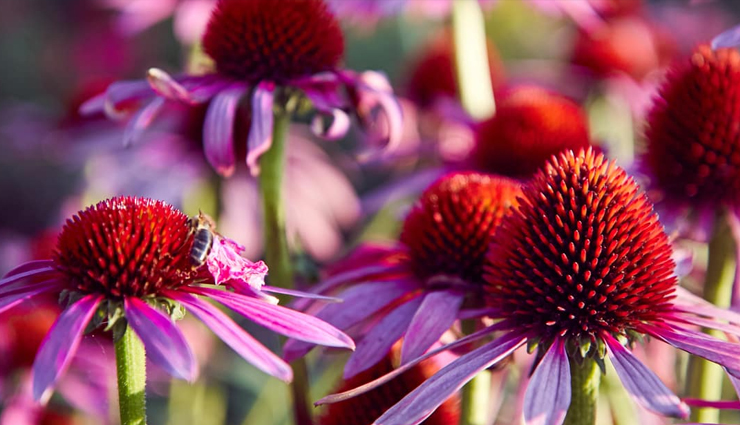 echinacea,echinacea health benefits,echinacea health tips,healthy food echinacea,echinacea good for health,echinacea healthy food,Health,Health tips