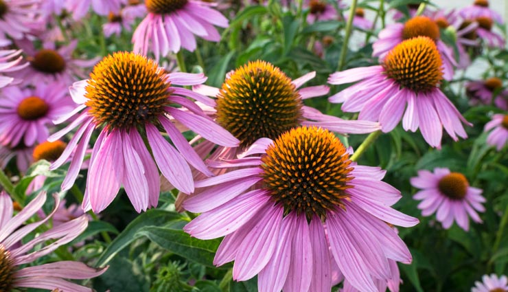 home remedies to get rid of acne,acne problems,tips to treat acne,naturally treating acne,beauty tips,beauty hacks,skin care tips,pimples treating remedies