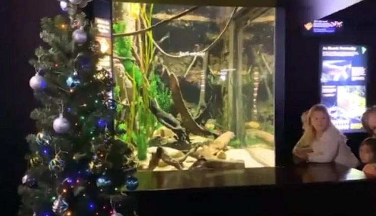 weird news,weird incident,electric eel lights up christmas tree,electric eel in aquarium,america news