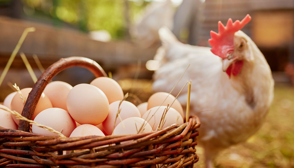 4 DIY Ways To Use Eggs for Skin and Hair