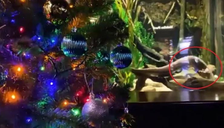 एक मछली से रोशन हो रहा यह क्रिसमस ट्री, देती हैं 800 वॉल्ट का झटका