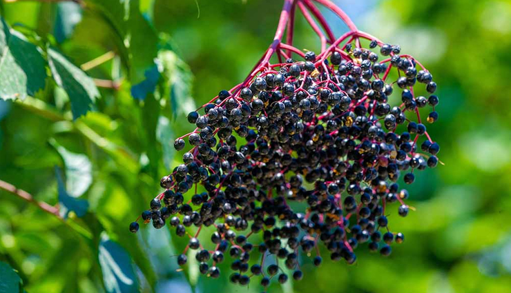 health benefits of elderberry,elderberry benefits,elderberry for immunity,elderberry for cold and flu,elderberry antioxidant properties,elderberry for skin health,elderberry for heart health,elderberry nutrition,elderberry antiviral properties,elderberry supplements benefits