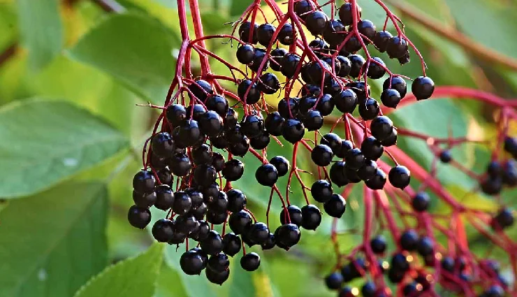 antiviral herbs,natural antiviral remedies,herbs for flu,boost immunity naturally,immune-boosting herbs,herbal virus treatment,fight viral infections,natural flu remedies,cold and flu herbs,herbs for immunity,herbal medicine for viruses,antiviral plant remedies,antiviral herbs list