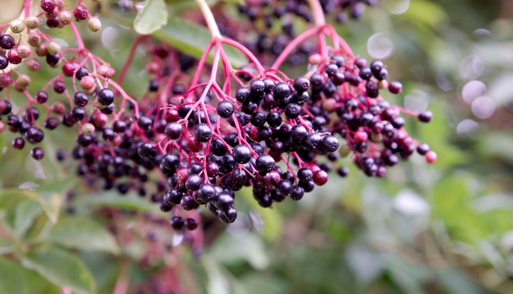 health benefits of elderberry,elderberry benefits,elderberry for immunity,elderberry for cold and flu,elderberry antioxidant properties,elderberry for skin health,elderberry for heart health,elderberry nutrition,elderberry antiviral properties,elderberry supplements benefits