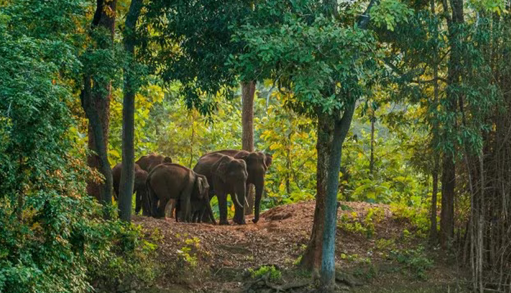 केरल में हाथियों का खौफ, 48 घंटे में 4 मरे