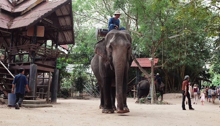 pattaya attractions,things to do in pattaya,pattaya tourist activities,pattaya adventure sports,pattaya nightlife guide,pattaya floating market experience,tiffany cabaret show pattaya,pattaya street food delights,elephant village pattaya,sanctuary of truth pattaya,big buddha pattaya,coral island pattaya,pattaya beach activities,pattaya cultural experiences,best of pattaya tourism