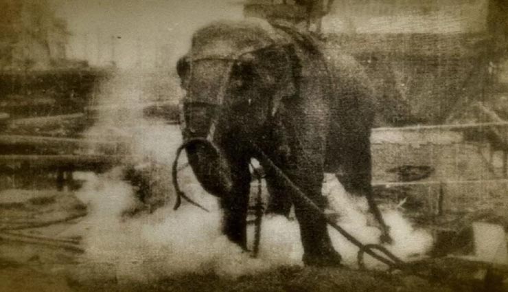 weird news,weird incident,elephant to hang,elephant hanged to death
