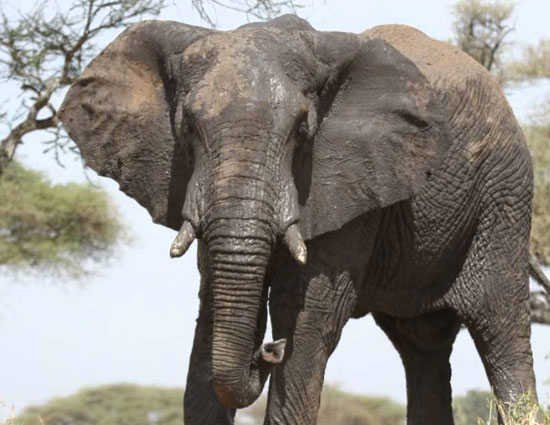 हाथी के साथ सेल्फी लेना भारी पड़ा युवक को, गंवानी पड़ी जान 