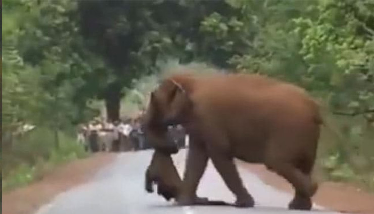 गम में डूबे हाथियों ने निकाली मरे हुए बच्चे की 'अंतिम यात्रा', देखने वालों की आँखें हुई नम