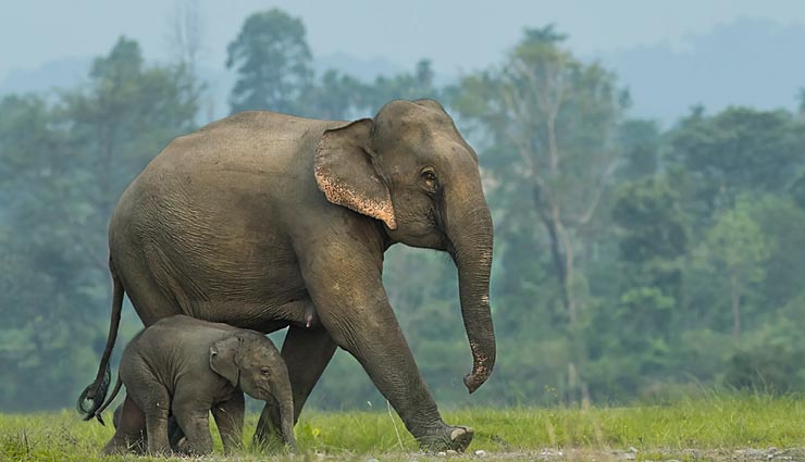 आराम के लिए हाथी का बच्चा चूसता है अपनी सूँड, जानें इनसे जुड़े अन्य रोचक तथ्य