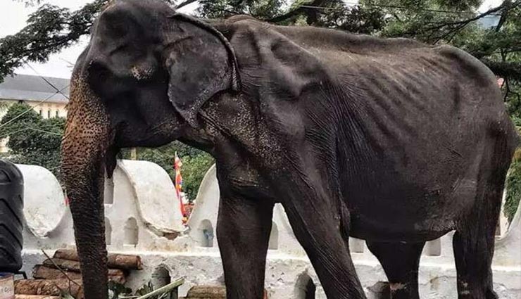 जुल्म : हड्डियों का ढांचा बन चुकी है 70 साल की हथिनी, फिर भी काम करा रहा है मालिक