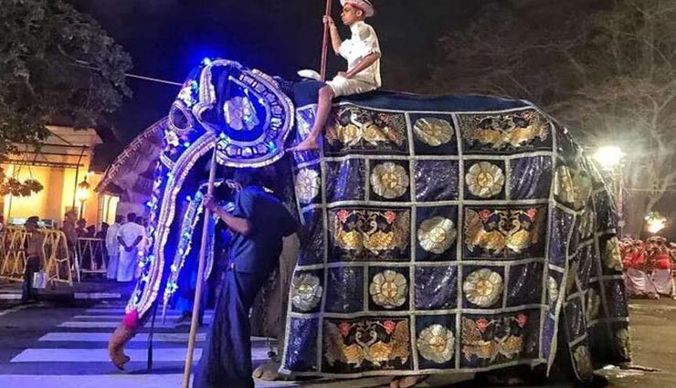 जुल्म : हड्डियों का ढांचा बन चुकी है 70 साल की हथिनी, फिर भी काम करा रहा है मालिक sri lanka,elephant,social media,photo viral,weird news,weird news in hindi,omg