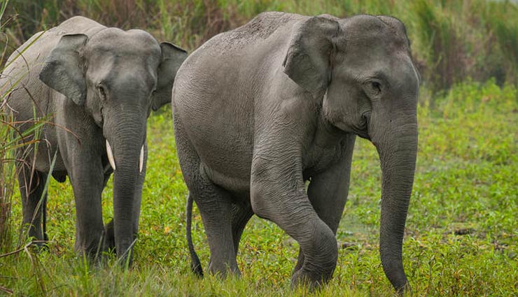 हाथियों को मारने का सरकार ने दिया आदेश, 1 हाथी की कीमत लगाई इतने लाख