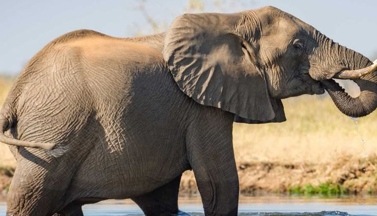 botswana,permit to kill,60 elephants,per animal price 31 lakh,rights,weird news ,बोत्सवाना, मारने की अनुमति, 60 हाथी, हर हाथी की कीमत 31 लाख रुपये, अधिकार