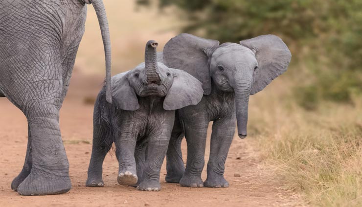 weird news,weird information,interesting facts,unknown facts,facts about elephant