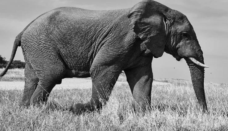 इतिहास में इस हाथी को दी गई थी सरेआम फांसी, कारण हैरान करने वाला