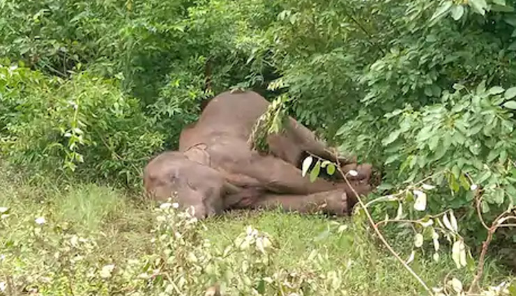 झारखंड: बेतला नेशनल पार्क में जंगली हाथियों ने पालतू हाथी पर किया हमला, घेरकर मार डाला 