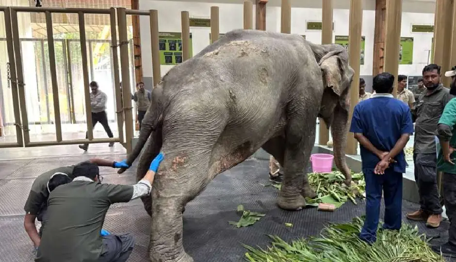 बाढ़ में घायल जॉयमोती को मिली नई उम्मीद, 53 साल की हथिनी इलाज के लिए वंतारा एयरलिफ्ट