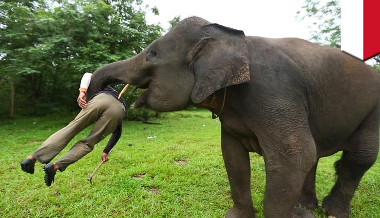 छत्तीसगढ़ में हाथियों का आतंक जारी, सेल्फी ले रहे दो लोगों समेत ली तीन की जान 