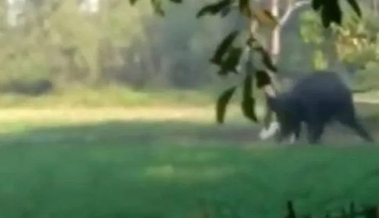 असम में जंगली हाथी ने एक शख्स पर किया हमला, पैरों से कुचला, खौफनाक Video वायरल 