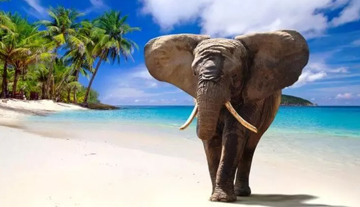 honeymoon trip to andaman,honeymoon tips,travel,holidays