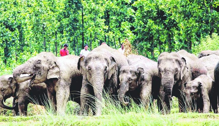 Jharkhand Starts Elephant Bulletin on FM