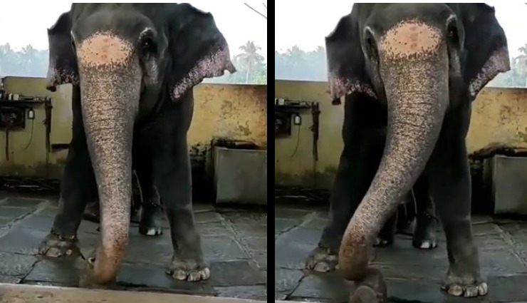  ‘नमो नमो जी शंकरा’ गाने पर हाथी ने लगाए ठुमके, वायरल वीडियो देख लोग बोले - 'इससे प्यार हो गया' 