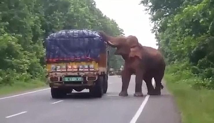 hungry elephant stop truck in west bengal,hungry elephant,west bengal,weird news