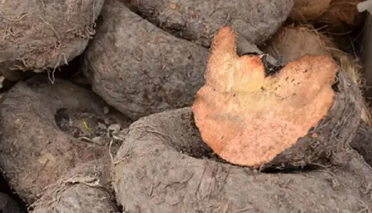 10 Least Known Health Benefits of Elephant Foot Yam