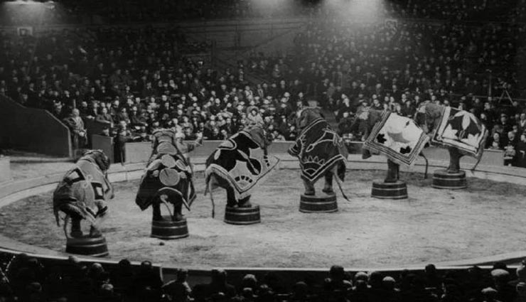 weird news,weird incident,elephant to hang,elephant hanged to death