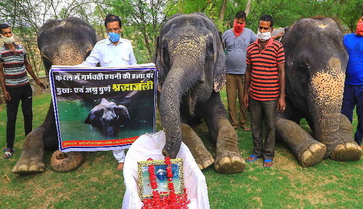 गर्भवती हथिनी की हत्या के मामले में वन विभाग को मिली बड़ी सफलता, एक आरोपी गिरफ्तार
