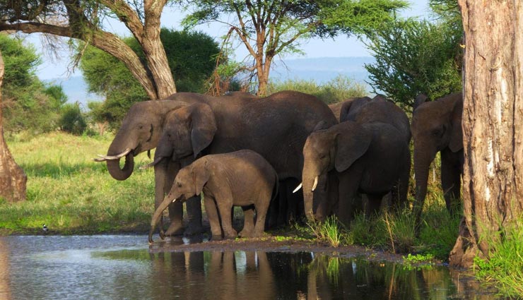 elephant,facts related to elephant,interesting facts of elephant,amazing facts of elephant