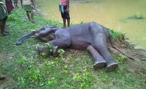 4 elephants killed,virus attack at nandankanan zoo,odisha,news