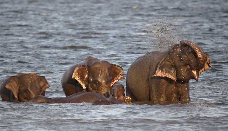 best places to visit in munnar,top munnar attractions,munnar sightseeing spots,munnar tourist destinations,famous places in munnar,munnar must-see locations,munnar travel guide,things to do in munnar,scenic places in munnar,munnar hill station highlights,munnar tea plantations,tata tea museum munnar,devikulam munnar,echo point munnar,meesapulimala trek munnar,elephant lake munnar,attukad falls munnar,kundala lake munnar,munnar natural beauty spots,munnar adventure activities,munnar picturesque locations,munnar tourist experiences,hidden gems in munnar,munnar visit guide