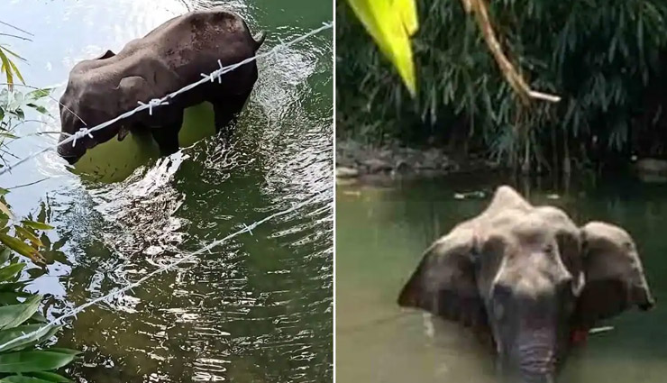 जल्द पुलिस की पकड़ में होंगे गर्भवती हथिनी की हत्या के दोषी, मिले अहम सुराग