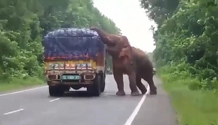 hungry elephant stop truck in west bengal,hungry elephant,west bengal,weird news