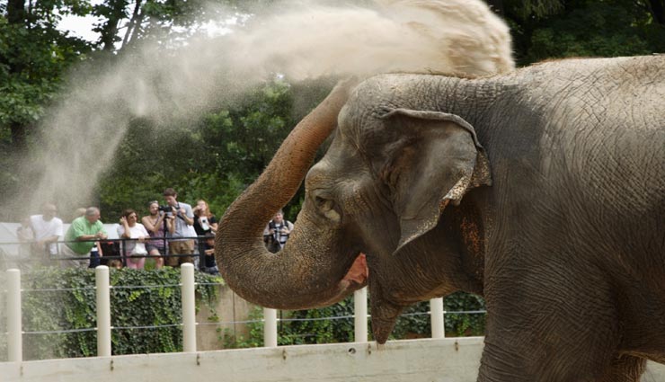 आखिर हाथी क्यों डालता है अपने शरीर के ऊपर पानी, वजह जान चकरा जाएगा माथा