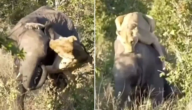 हाथी को गिराने पीठ पर चढ़ गई शेरनी, लेकिन अंत में बदल गया पूरा खेल; देखें वीडियो