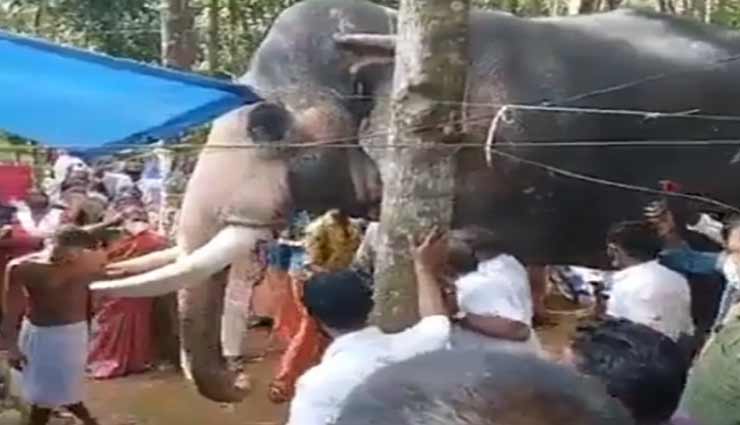 दिल को छू जाएगा यह विडियो, महावत की मौत पर हाथी की आंखों से गिरते रहे आंसू