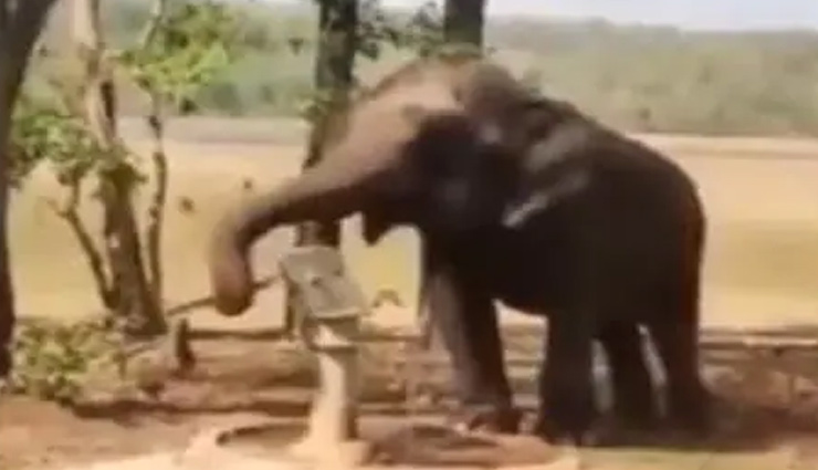 VIDEO: प्यासे हाथी ने हैंडपंप के पास पहुंच कर किया ये काम, देख हैरान रह जाएंगे आप 
