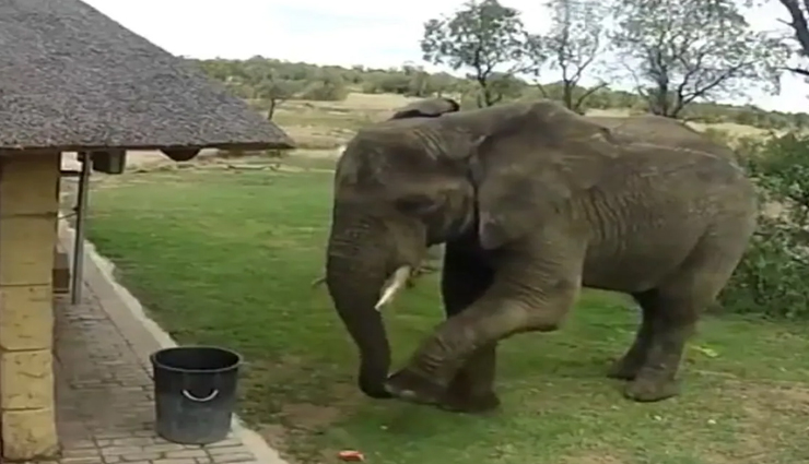 VIDEO : हाथी का यह वीडियो कर रहा हैरान, सूंड से उठाया कचरा और डाला डस्टबिन में