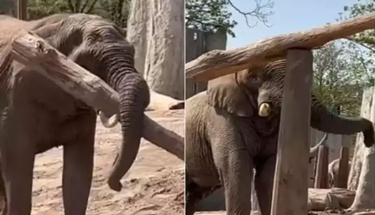 लोगों की पहली पसंद बना हाथी का ये वीडियो, 48 लाख से ज्यादा बार देखा गया