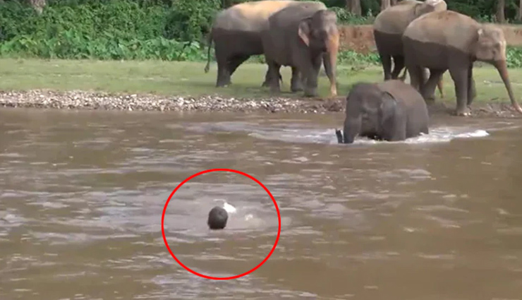 नदी में डूबते शख्स को हाथी के बच्चे ने बचाया,  वीडियो जीत लेगा आपका दिल