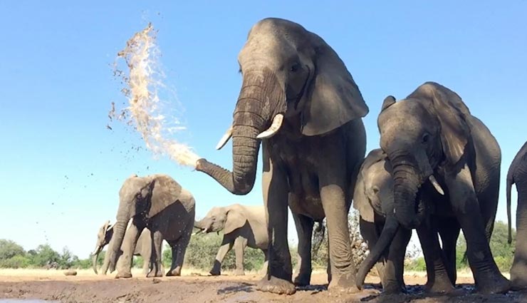 weird news,weird information,elephant,elephant put water on its body