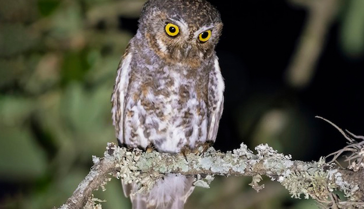 fascinating owl species,remarkable owl species,captivating owl species,enigmatic owl species,iconic owl species,owl species worldwide,diverse owl species,types of owls,owl species characteristics,owl species adaptations