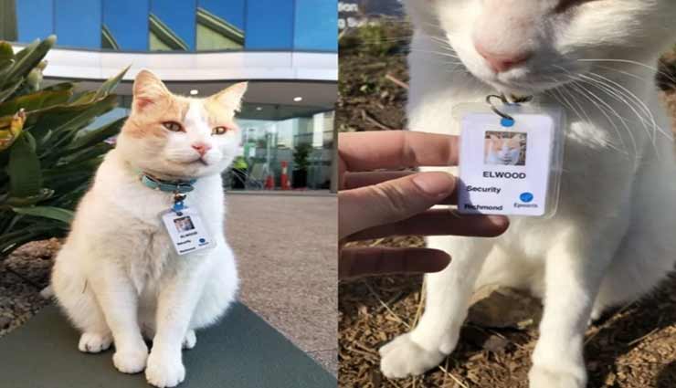 इंसानों की नौकरी जाने के माहौल में इस बिल्ली को अस्पताल में मिली जॉब 