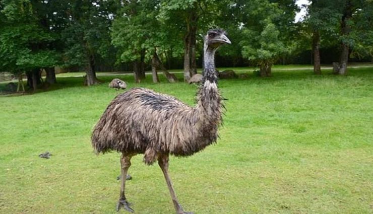 weird news,weird incident,the great emu war,fight in army and emu ,अनोखी खबर, अनोखा मामला, सेना और एमू की लड़ाई, एमू वॉर 