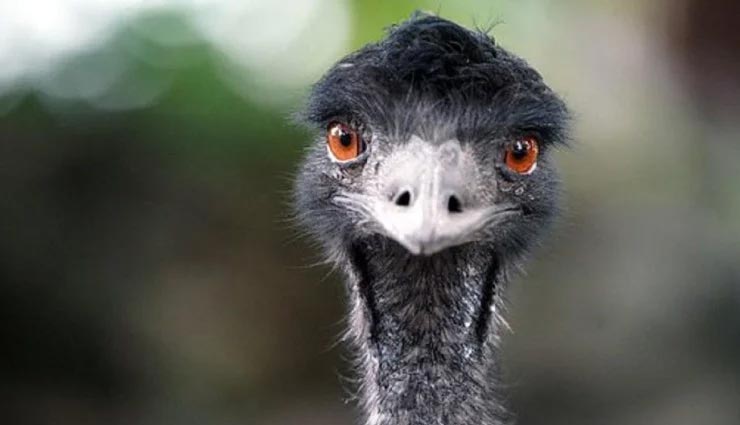 सेना और जानवरों के बीच हुआ था हैरान कर देने वाला यह युद्ध, मशीन गन का हुआ था इस्तेमाल