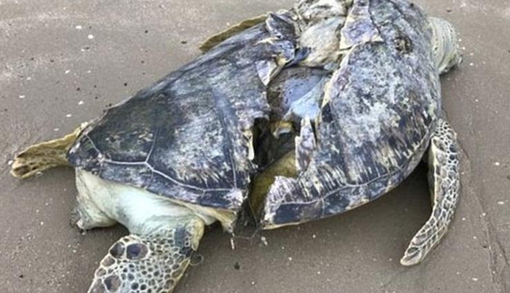 endangered giant sea turtle found sliced in half,singapore beach,endangered