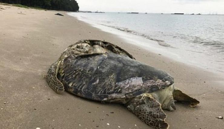 endangered giant sea turtle found sliced in half,singapore beach,endangered
